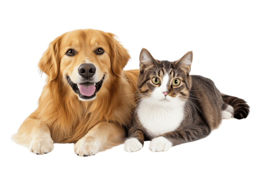 Pet Care