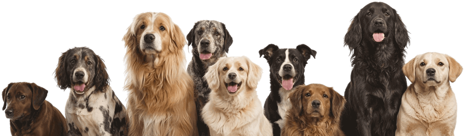 Group of Dogs