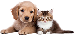 Pet Grooming