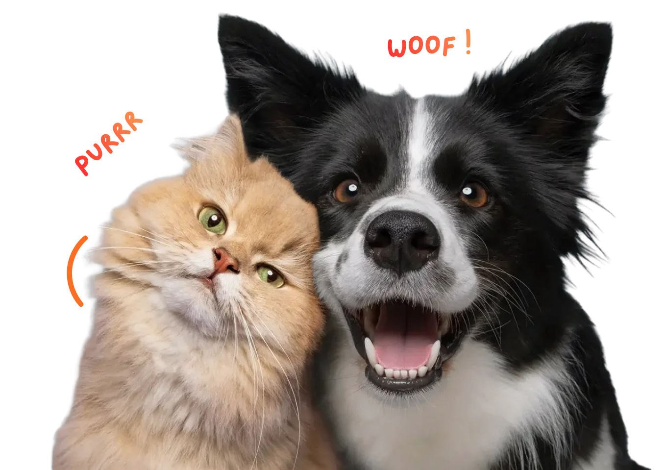 Pet Clinic Care