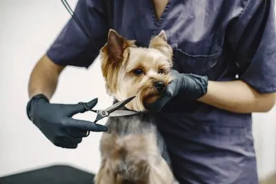 Best Pet Clinic In Kolkata, dog grooming services in Kolkata , pet boarding in Kolkata , pet vaccination in Kolkata , pet dental care in Kolkata , Pet Nutrition Tips by expert in Kolkata , Veterinary Clinics in Kankurgachhi Kolkata , veterinary clinics near me in Kolkata , best veterinary hospital in Kolkata , Pet Care Services in Kolkata, dog grooming services in Kolkata