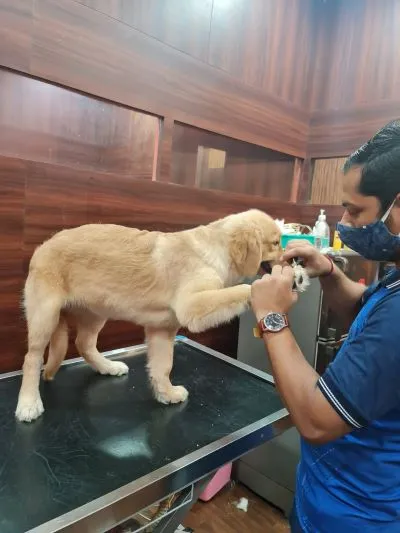 Best Pet Clinic In Kolkata, dog grooming services in Kolkata , pet boarding in Kolkata , pet vaccination in Kolkata , pet dental care in Kolkata , Pet Nutrition Tips by expert in Kolkata , Veterinary Clinics in Kankurgachhi Kolkata , veterinary clinics near me in Kolkata , best veterinary hospital in Kolkata , Pet Care Services in Kolkata, dog grooming services in Kolkata