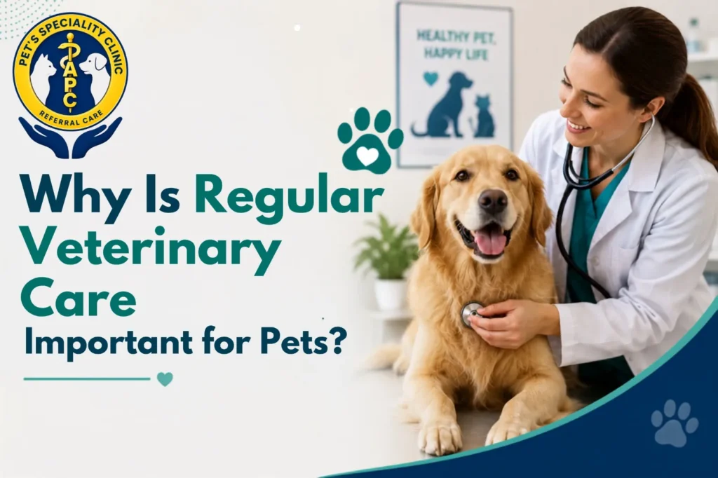Best Pet Clinic In Kolkata, dog grooming services in Kolkata , pet boarding in Kolkata , pet vaccination in Kolkata , pet dental care in Kolkata , Pet Nutrition Tips by expert in Kolkata , Veterinary Clinics in Kankurgachhi Kolkata , veterinary clinics near me in Kolkata , best veterinary hospital in Kolkata , Pet Care Services in Kolkata, dog grooming services in Kolkata