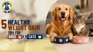 5 Healthy Weight Gain Tips for Dogs and Cats